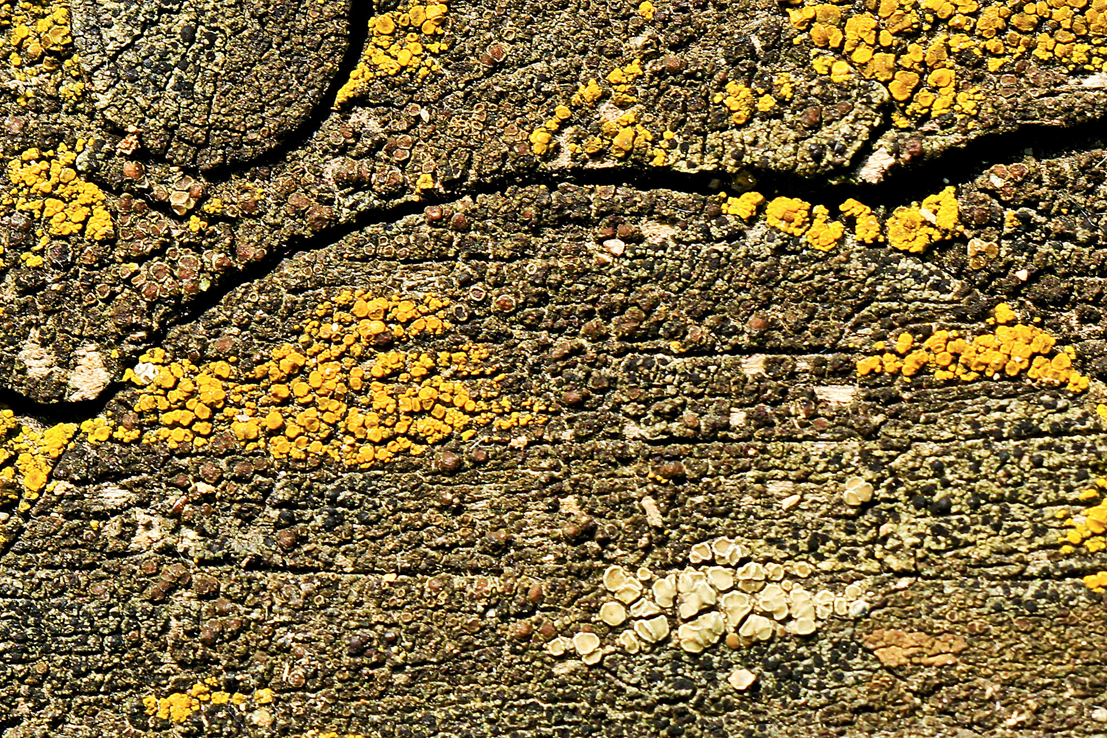 Stueck einer Holzbank (Makro)